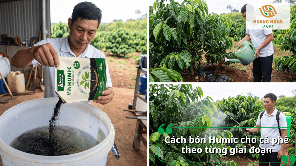 Cách bón Humic cho cà phê theo từng giai đoạn đạt hiệu quả cao.