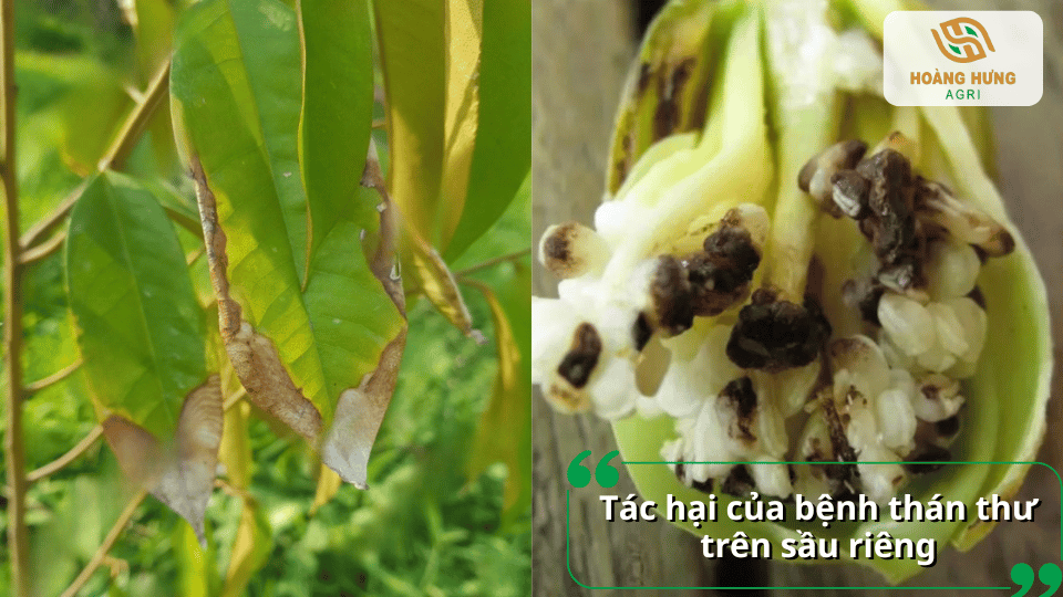 Tác hại của bệnh thán thư trên sầu riêng làm khô lá, hỏng hoa và gây rụng trái.