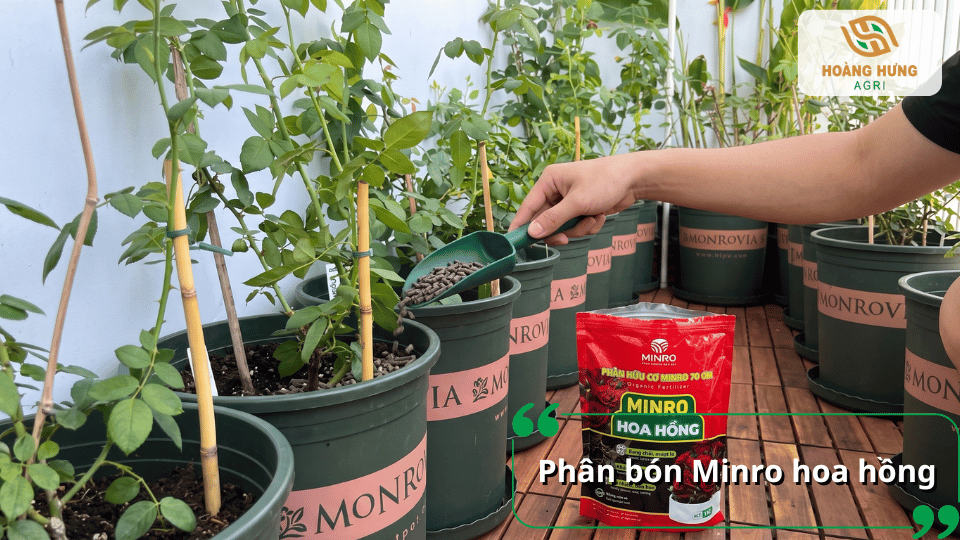Phân bón Minro hoa hồng viên nén giàu hữu cơ cho cây ra nhiều hoa