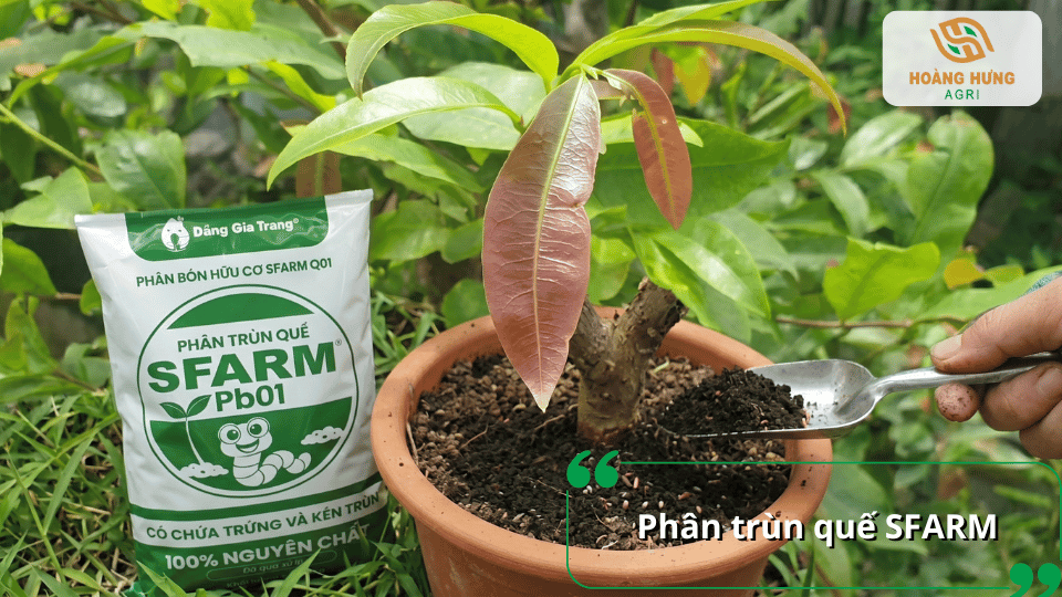 Phân trùn quế SFARM giàu hữu cơ và vi sinh có lợi, giúp cải tạo đất, kích thích rễ phát triển và tăng khả năng hấp thu dinh dưỡng cho mai vàng.