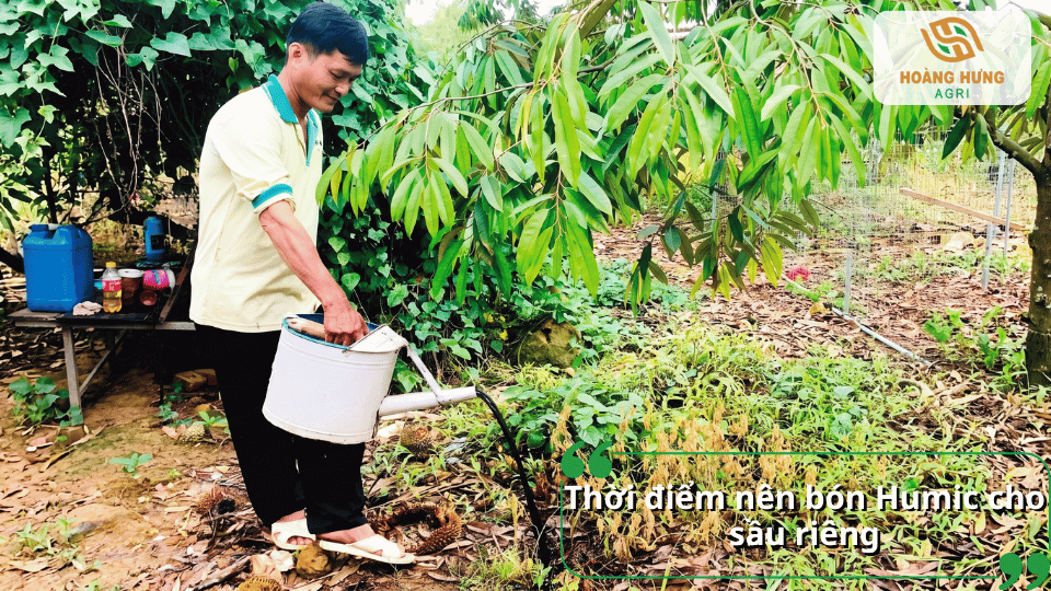 Thời điểm bón Humic cho sầu riêng giúp cây phát triển khỏe mạnh