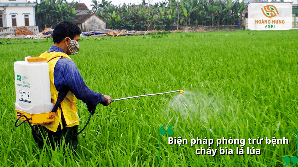 Nông dân phun thuốc phòng trừ bệnh cháy bìa lá lúa giúp hạn chế lây lan và bảo vệ mùa vụ.