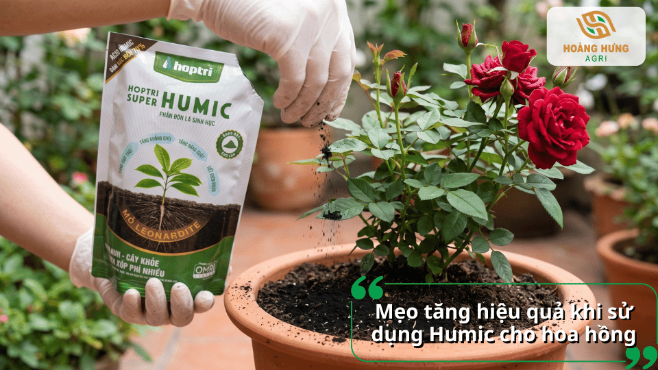 Mẹo sử dụng Humic cho hoa hồng giúp cây hấp thu dinh dưỡng tốt, tăng số lượng nụ và hoa nở bền đẹp.