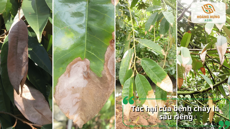 Bệnh cháy lá sầu riêng làm giảm diện tích lá xanh, ảnh hưởng sinh trưởng và năng suất vườn cây.