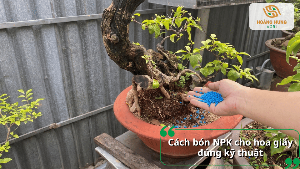 Hướng dẫn cách bón phân NPK cho hoa giấy đúng kỹ thuật giúp cây hấp thu dinh dưỡng và ra hoa đẹp.