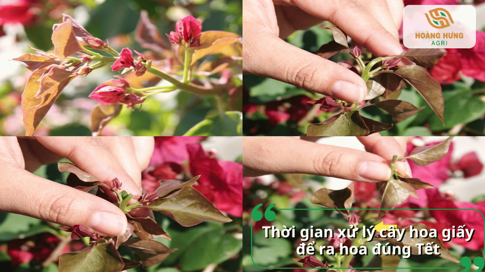 Thời gian xử lý cây hoa giấy để ra hoa đúng Tết bằng kỹ thuật ngắt đọt và chăm sóc phù hợp.