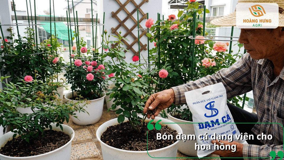 Bón đạm cá viên cho hoa hồng giúp bổ sung dinh dưỡng lâu dài.