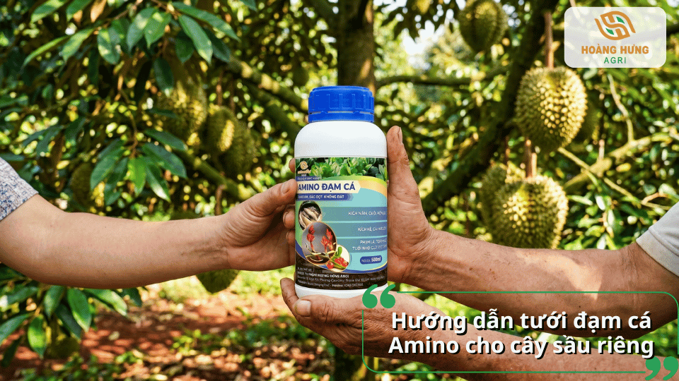Cách pha và tưới đạm cá Amino cho cây sầu riêng giúp bổ sung axit amin, kích thích ra rễ, nuôi hoa, nuôi trái và tăng năng suất.