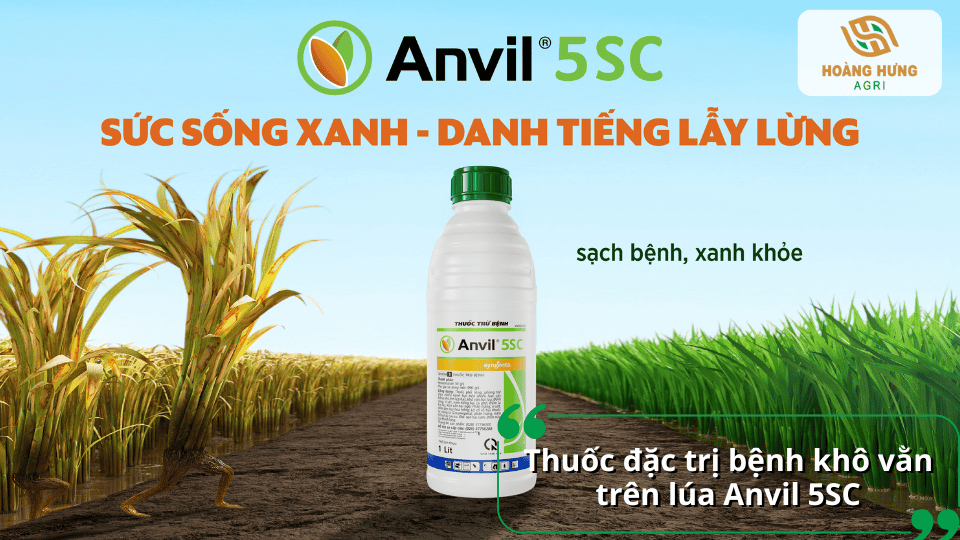 Thuốc Anvil 5SC đặc trị bệnh khô vằn trên lúa, kiểm soát nấm bệnh hiệu quả.