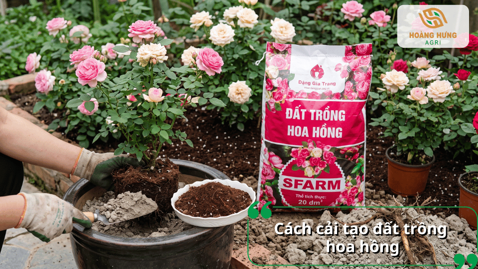 Cải tạo đất trồng hoa hồng giúp tăng độ tơi xốp, giữ ẩm và bổ sung dinh dưỡng.