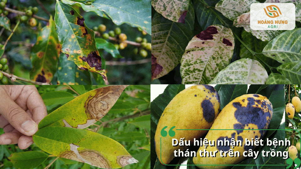 Dấu hiệu nhận biết bệnh thán thư trên cây trồng gồm các vết đốm tròn màu nâu đen, cháy lá, thối quả và lan rộng khi thời tiết ẩm ướt.