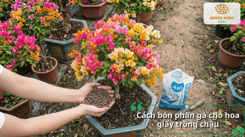 Hướng dẫn bón phân gà cho hoa giấy trồng chậu đúng cách.