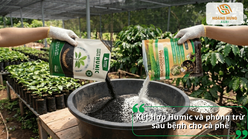 Kết hợp Humic với Trichoderma giúp cải tạo đất và phòng trừ sâu bệnh cho cà phê.