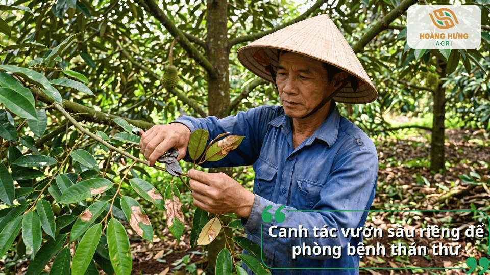 Biện pháp canh tác giúp phòng bệnh thán thư trên sầu riêng hiệu quả và bền vững.