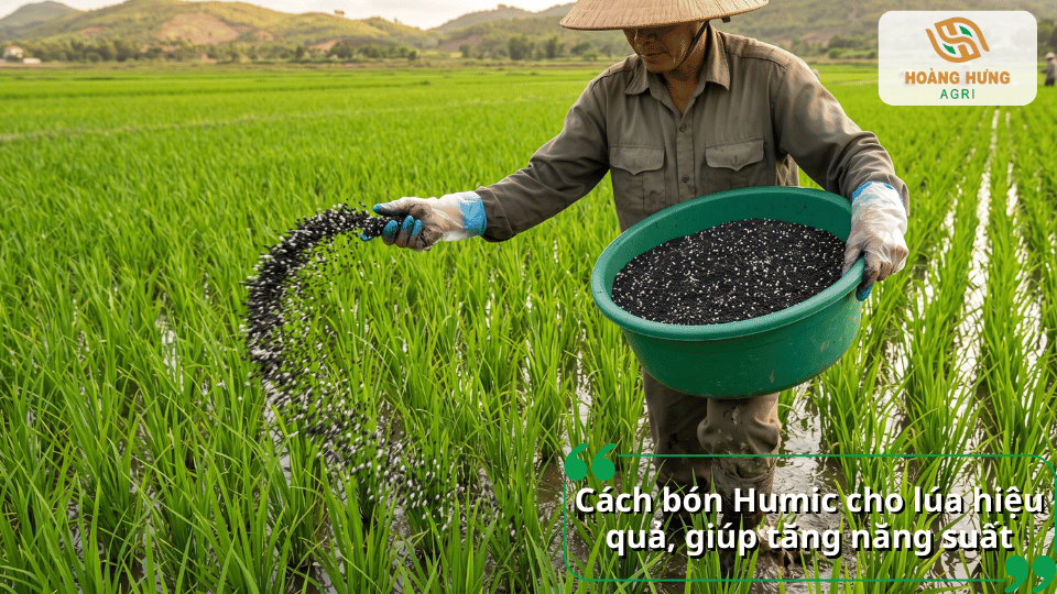 Cách bón Humic cho lúa đúng kỹ thuật giúp cây cứng khỏe, đẻ nhánh mạnh