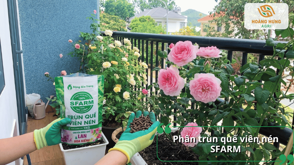Phân trùn quế viên nén SFARM giúp hoa hồng phát triển khỏe mạnh