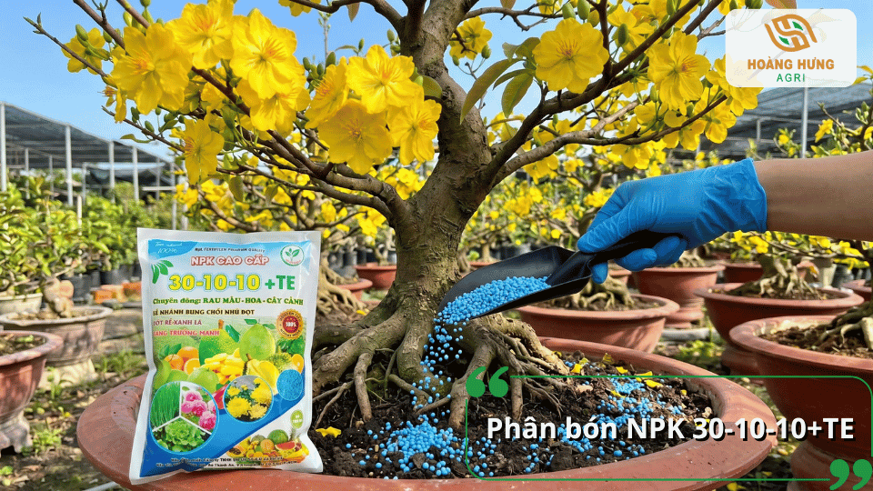Phân bón NPK 30-10-10+TE hỗ trợ mai vàng phát triển cành lá, phục hồi sau cắt tỉa và tạo nền tảng cho giai đoạn phân hóa mầm hoa.