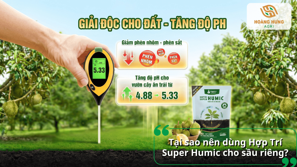Hợp Trí Super Humic giúp cải tạo đất và tăng pH cho vườn sầu riêng