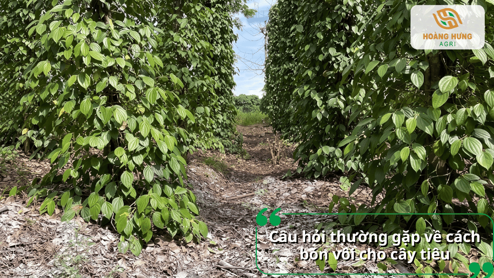 Giải đáp câu hỏi thường gặp về cách bón vôi cho cây tiêu
