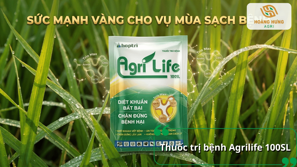 Thuốc AgriLife 100SL hỗ trợ phòng trừ bệnh cháy bìa lá lúa do vi khuẩn trên cây lúa.