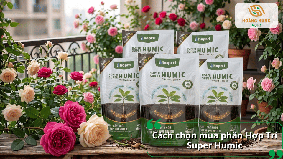 Cách chọn mua phân Hợp Trí Super Humic chính hãng, đảm bảo chất lượng và hiệu quả cho hoa hồng.