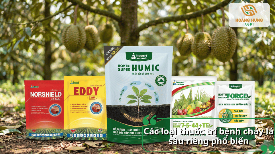 Các loại thuốc trị bệnh cháy lá sầu riêng giúp phòng trừ nấm bệnh, phục hồi lá và tăng sức đề kháng cho cây.