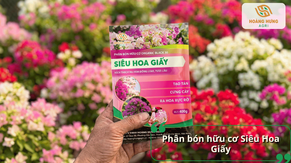 Phân bón hữu cơ Siêu Hoa Giấy giúp kích thích ra hoa đồng loạt, bền màu và tăng sức sống cho cây.