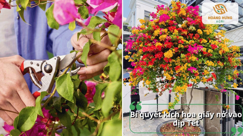 Bí quyết kích hoa giấy nở vào dịp Tết giúp cây ra nhiều hoa, nở đều và rực rỡ.
