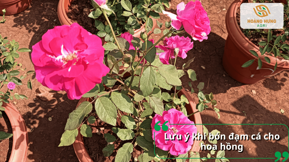 Những lưu ý khi tưới đạm cá cho hoa hồng để tránh úng rễ và bón quá liều.