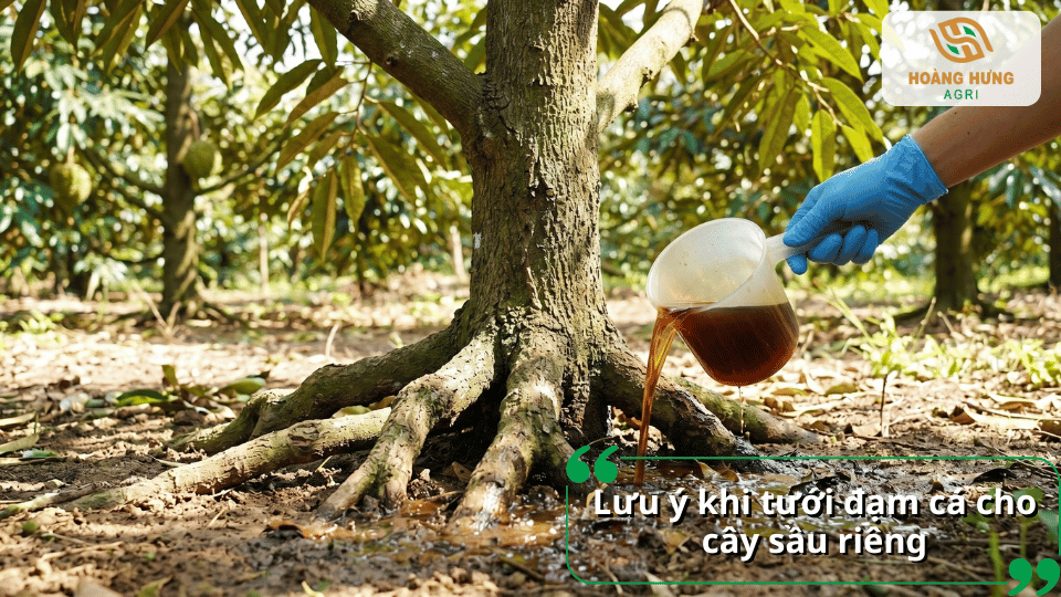 Những lưu ý quan trọng khi tưới đạm cá cho cây sầu riêng giúp cây hấp thu dinh dưỡng tốt, hạn chế lãng phí và tránh gây hại bộ rễ.