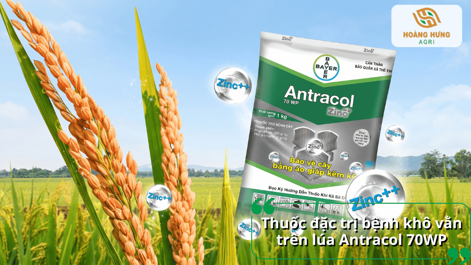 Thuốc Antracol 70WP phòng và trị bệnh khô vằn trên lúa, bảo vệ cây khỏe mạnh.