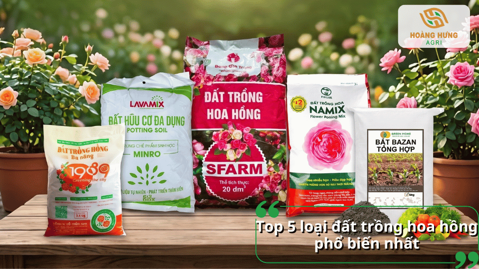Top các loại đất trồng hoa hồng phổ biến, phù hợp trồng chậu và trồng vườn.