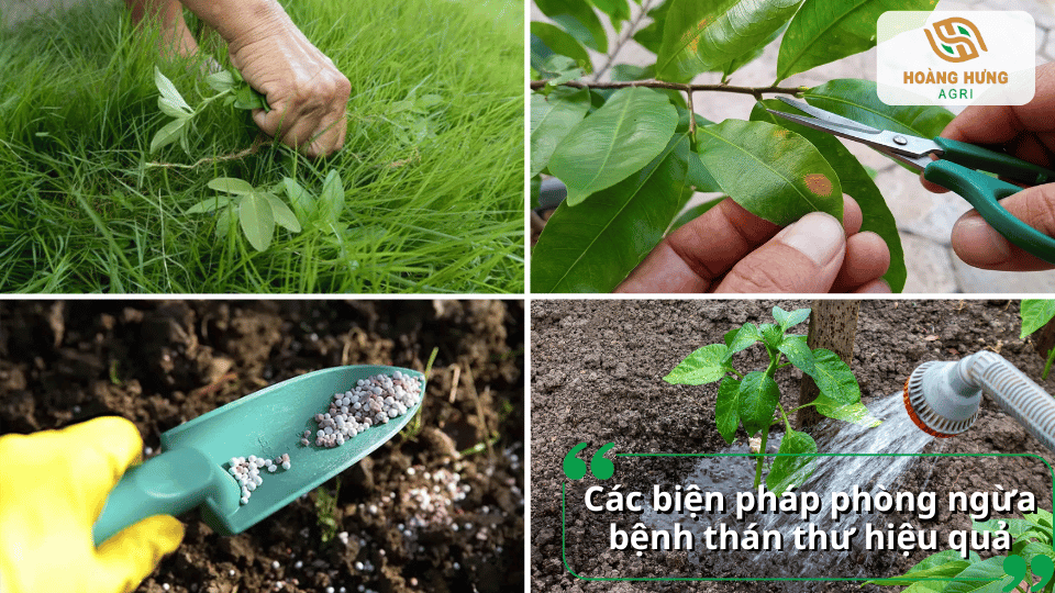 Biện pháp phòng ngừa bệnh thán thư bằng cách vệ sinh vườn, cắt tỉa cành bệnh, bón phân cân đối, tưới hợp lý và tăng sức đề kháng cho cây.