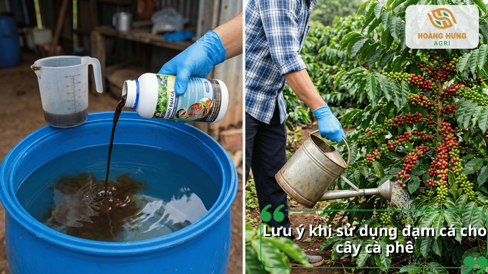 Những lưu ý quan trọng khi sử dụng đạm cá cho cây cà phê như pha đúng liều lượng, tưới đúng thời điểm và tránh lạm dụng phân bón.