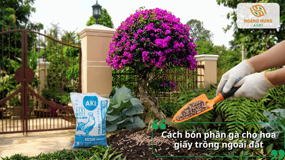 Cách bón phân gà cho hoa giấy trồng ngoài đất giúp cây ra hoa đẹp.