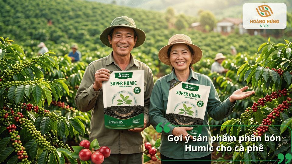 Gợi ý sản phẩm phân bón Humic cho cà phê chính hãng tại Hoàng Hưng Agri.