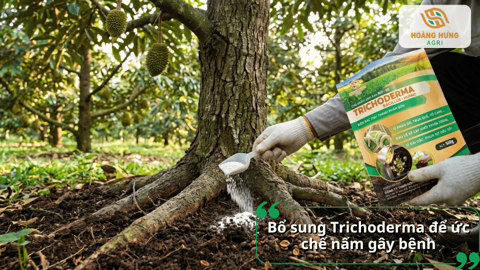 Bổ sung chế phẩm Trichoderma giúp ức chế nấm gây bệnh thán thư trên sầu riêng và cải tạo đất.