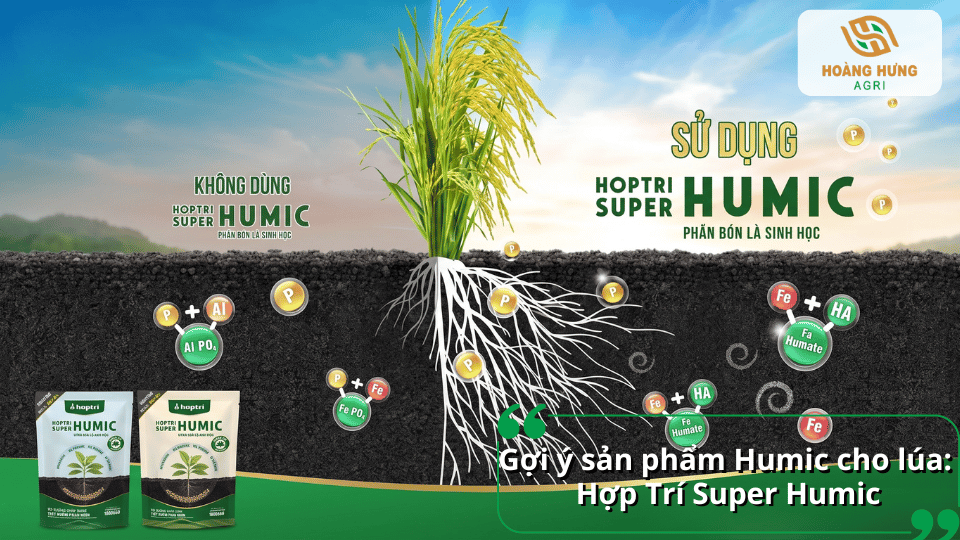 Hợp Trí Super Humic cho lúa giúp kích thích ra rễ, tăng hấp thu dinh dưỡng