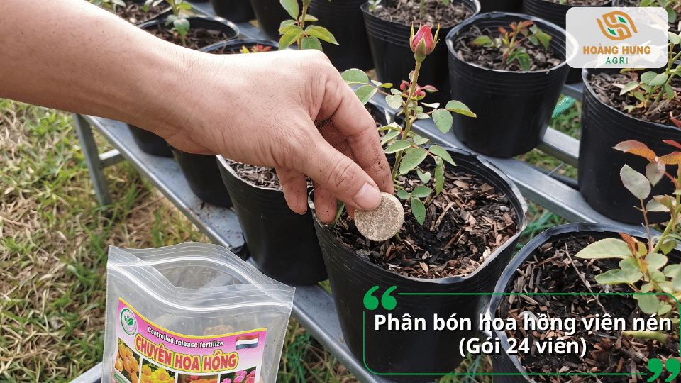 Phân bón hoa hồng viên nén dạng nén tiện lợi cho cây trồng chậu