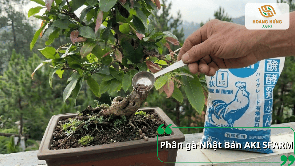 Phân gà Nhật Bản AKI SFARM bổ sung dinh dưỡng hữu cơ chất lượng cao, cải tạo đất và giúp cây mai vàng sinh trưởng bền vững.