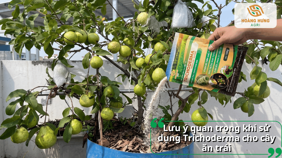 Lưu ý quan trọng khi sử dụng Trichoderma cho cây ăn trái