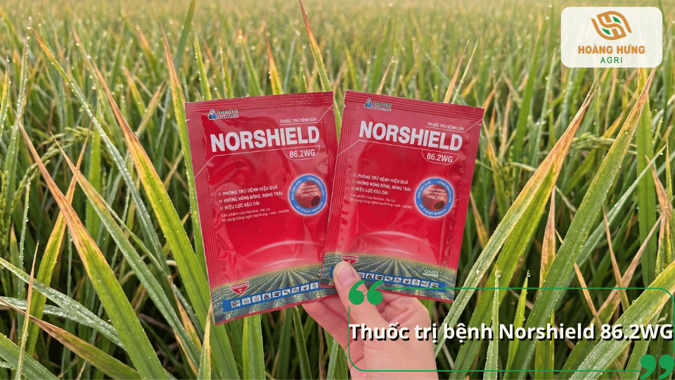 Thuốc Norshield 86.2WG phòng trừ bệnh cháy bìa lá lúa, giúp bảo vệ lá và năng suất lúa.