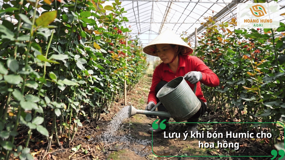 Lưu ý khi bón Humic cho hoa hồng để cây hấp thu tốt, tránh lãng phí và đạt hiệu quả cao.