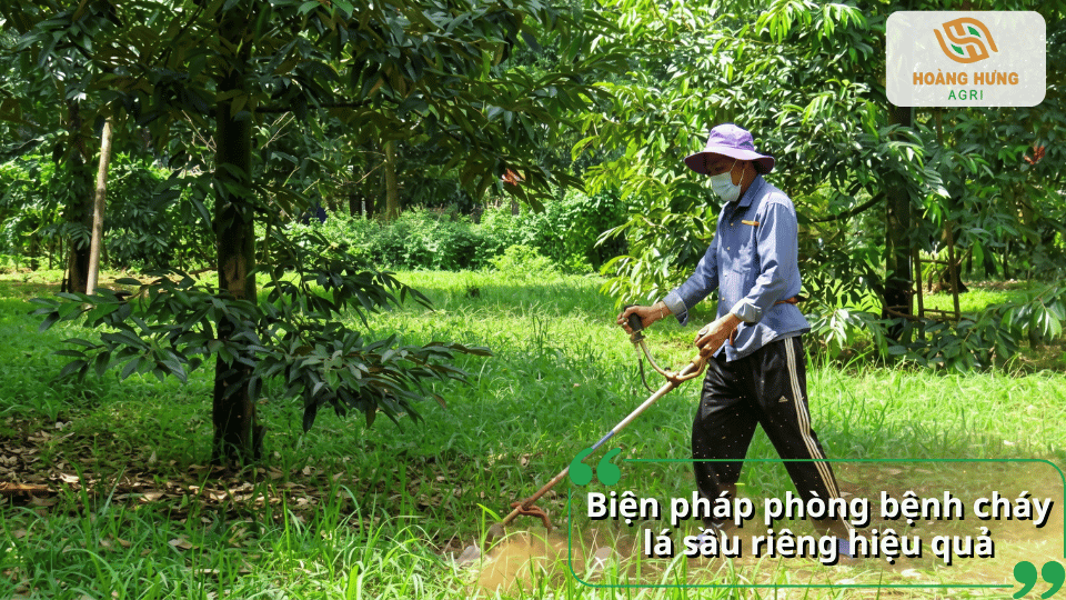 Biện pháp phòng bệnh cháy lá sầu riêng bằng vệ sinh vườn, bón phân cân đối và chăm sóc đúng kỹ thuật.