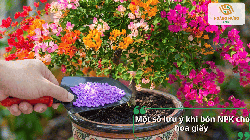 Một số lưu ý khi bón phân NPK cho hoa giấy giúp hạn chế sốc phân và nâng cao hiệu quả sử dụng.