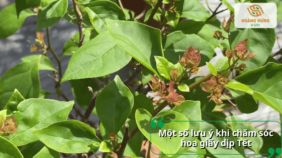 Một số lưu ý khi chăm sóc hoa giấy dịp Tết để cây khỏe mạnh và hoa nở lâu tàn.