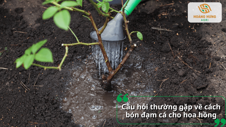 Giải đáp các câu hỏi thường gặp về cách tưới đạm cá cho hoa hồng đúng kỹ thuật và hiệu quả.