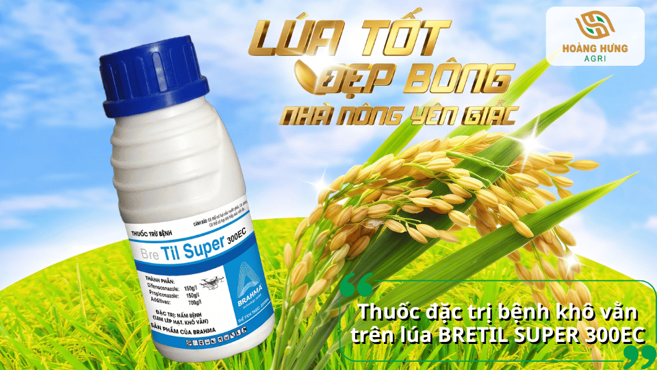 Thuốc Bretil Super 300EC đặc trị bệnh khô vằn trên lúa, hạn chế nấm bệnh lây lan.
