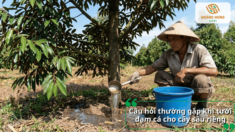 Giải đáp những câu hỏi thường gặp về cách tưới đạm cá cho cây sầu riêng, thời điểm, liều lượng và cách sử dụng hiệu quả.