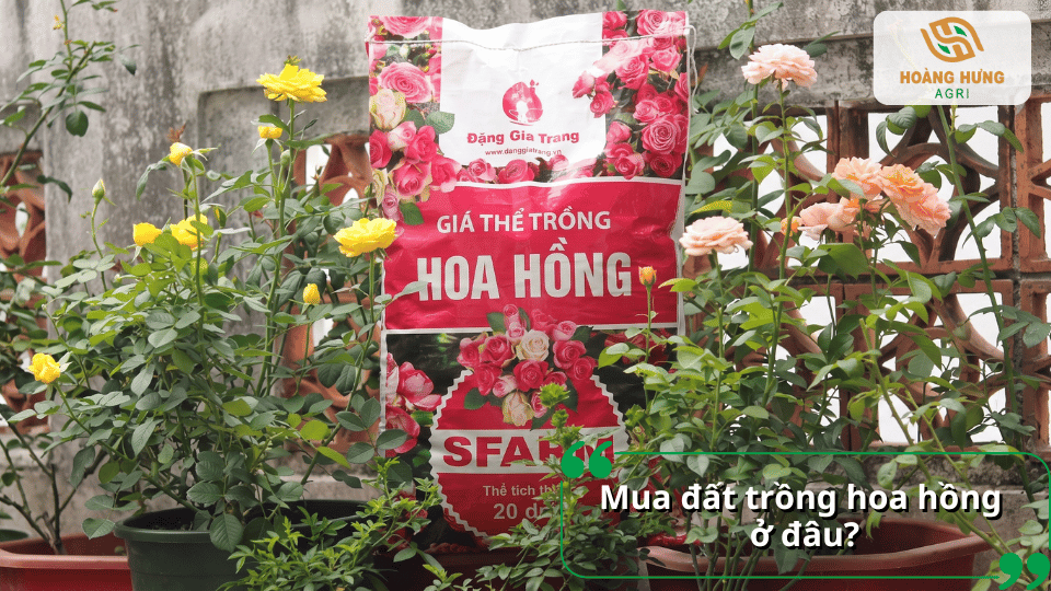 Mua đất trồng hoa hồng chất lượng, giàu hữu cơ và phù hợp nhiều giống hoa hồng.